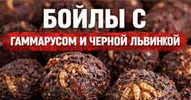 Бойлы с гаммарусом и черной львинкой!